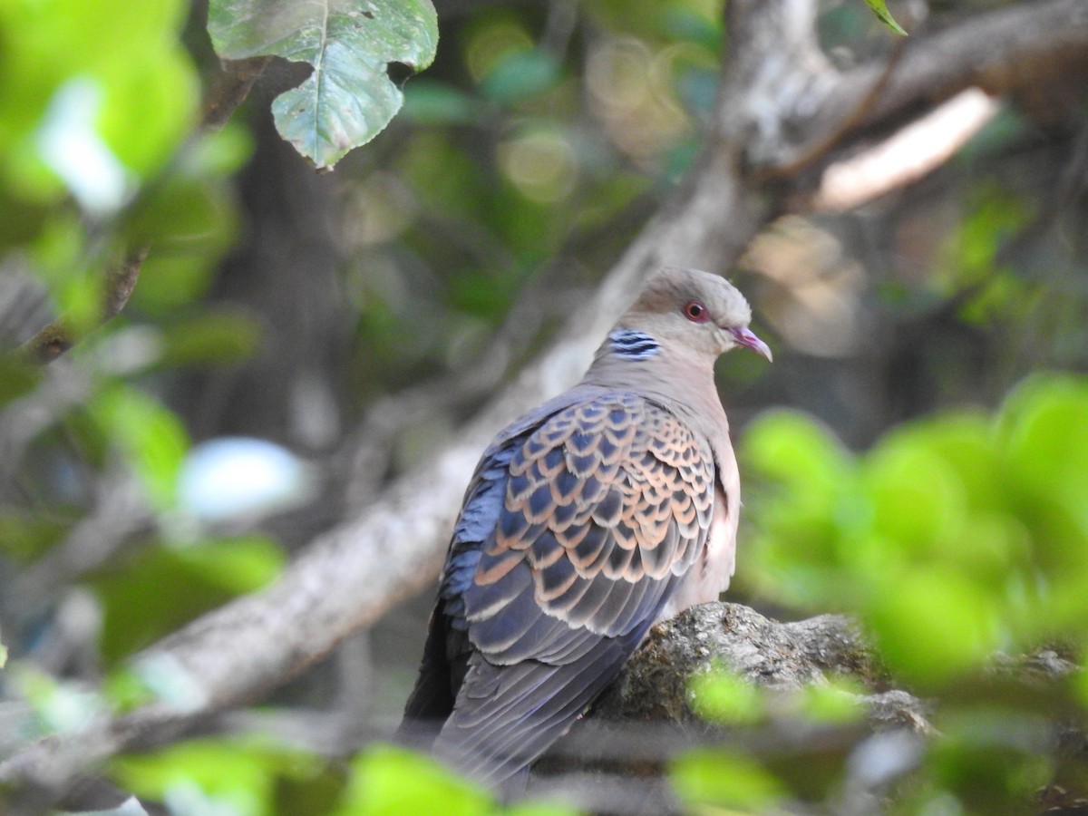 Oriental Turtle-Dove - ML397983971