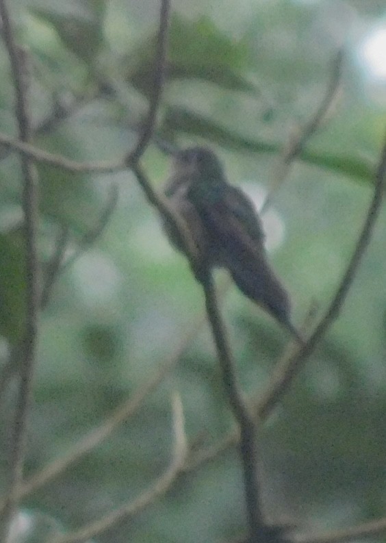 Wedge-tailed Sabrewing (Long-tailed) - ML397985281