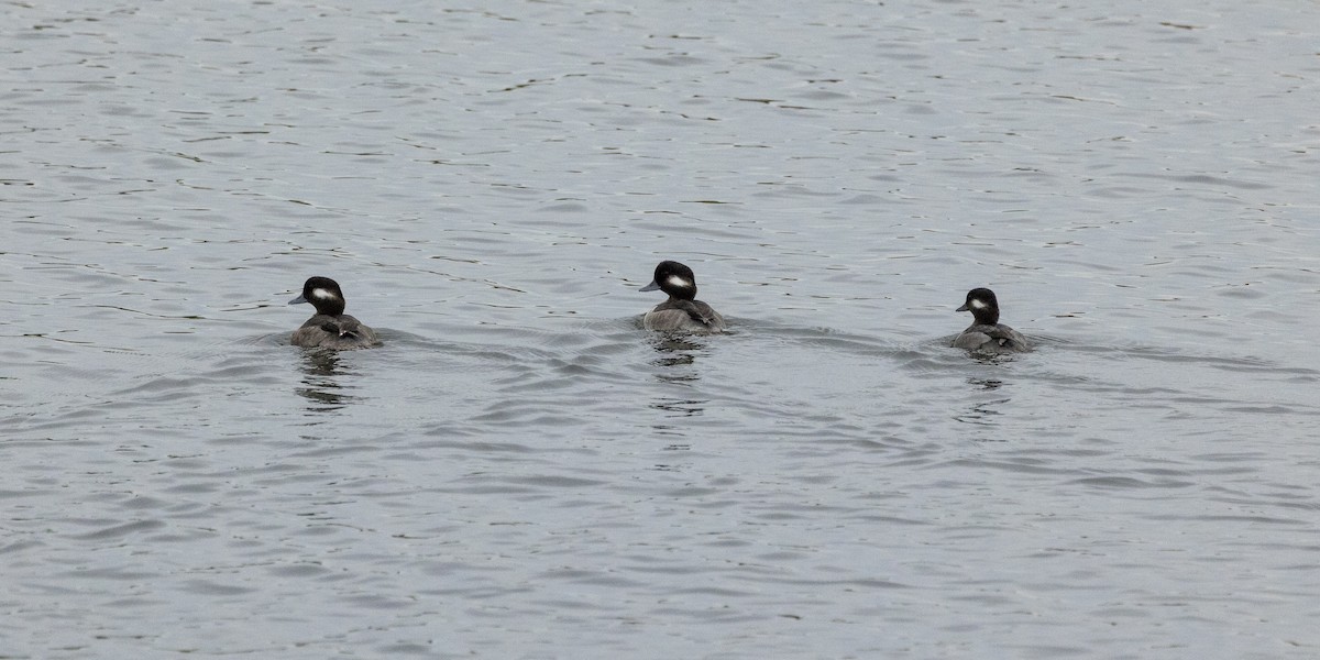 Bufflehead - Kathryn McGiffen