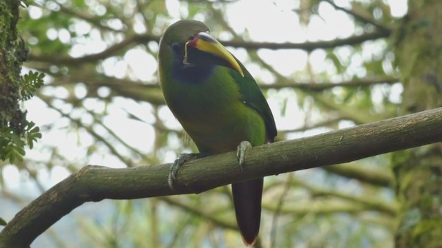 Toucanet émeraude - ML397987001