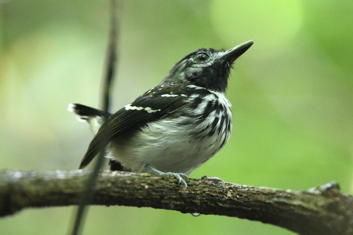 Dot-backed Antbird - Lisa Carol Wolf