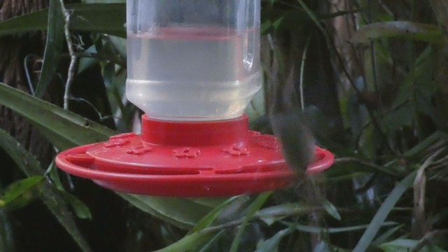 kolibřík tmavolící - ML397989781