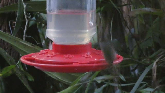 Long-billed Hermit - ML397989781