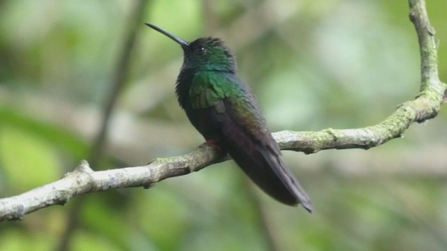 Colibri à queue bronzée - ML397989831