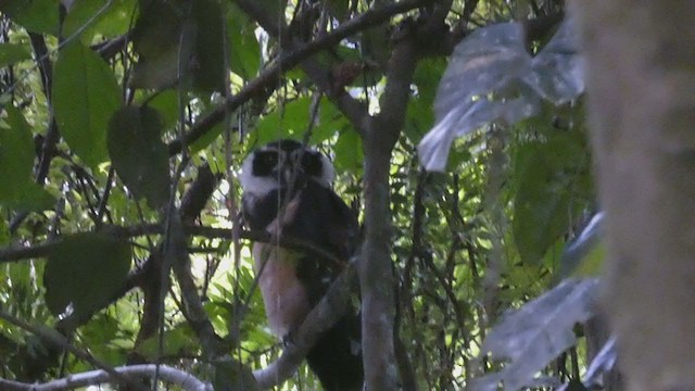 Spectacled Owl - ML397989921