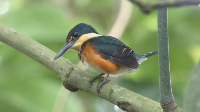 American Pygmy Kingfisher - ML397989931