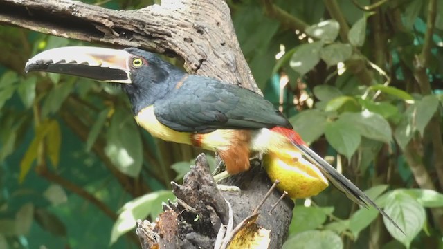 Collared Aracari - ML397989971