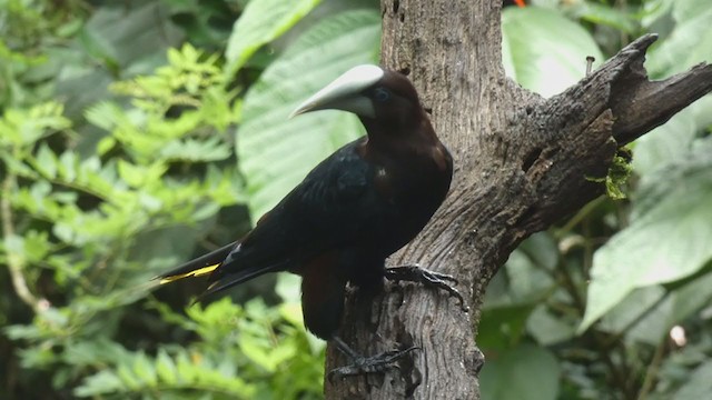 Chestnut-headed Oropendola - ML397989991