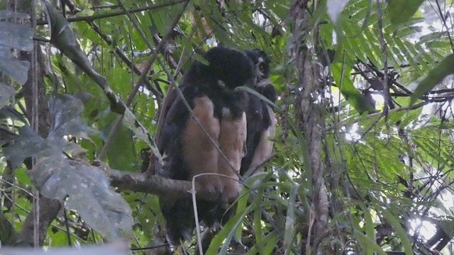 Lechuzón de Anteojos - ML397990001