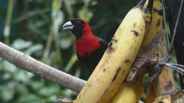 Crimson-collared Tanager - ML397990041