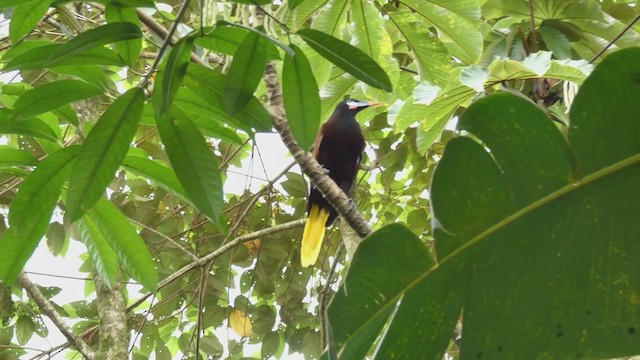 Montezuma Oropendola - ML397990061