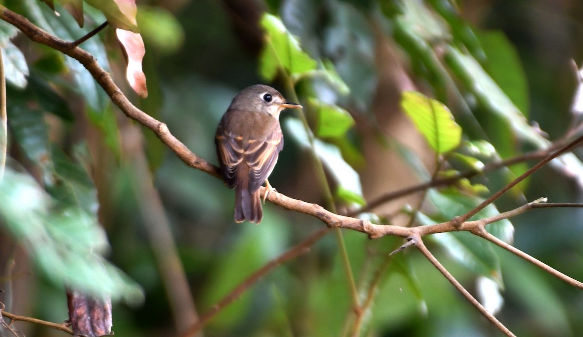 Brown-breasted Flycatcher - ML397991641