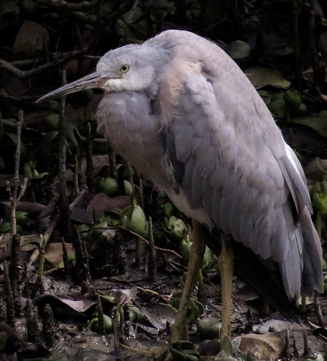 White-faced Heron - ML397994141