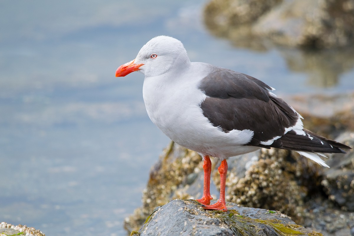 Dolphin Gull - ML397994281