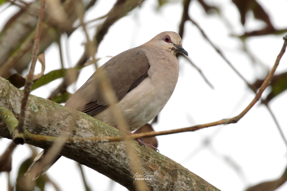 White-tipped Dove - ML397995011