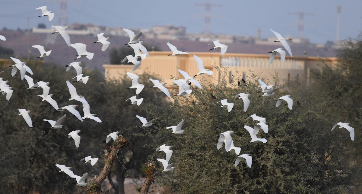 Western Cattle Egret - ML397995211