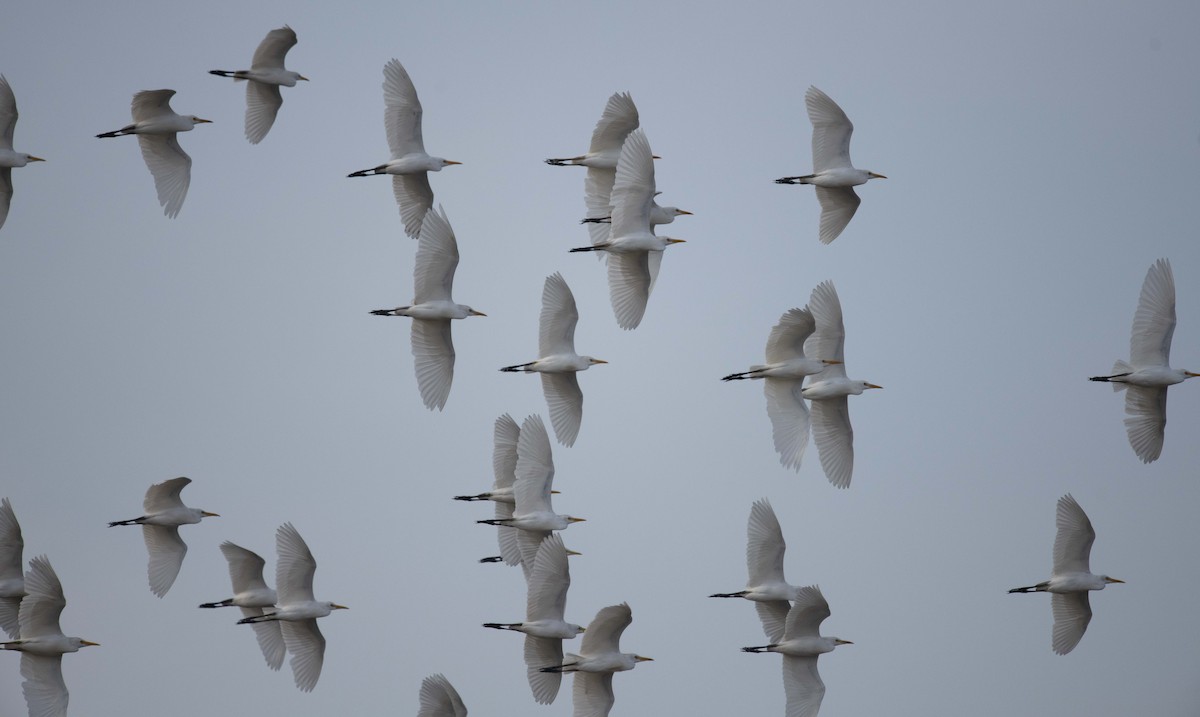 Western Cattle-Egret - ML397995231