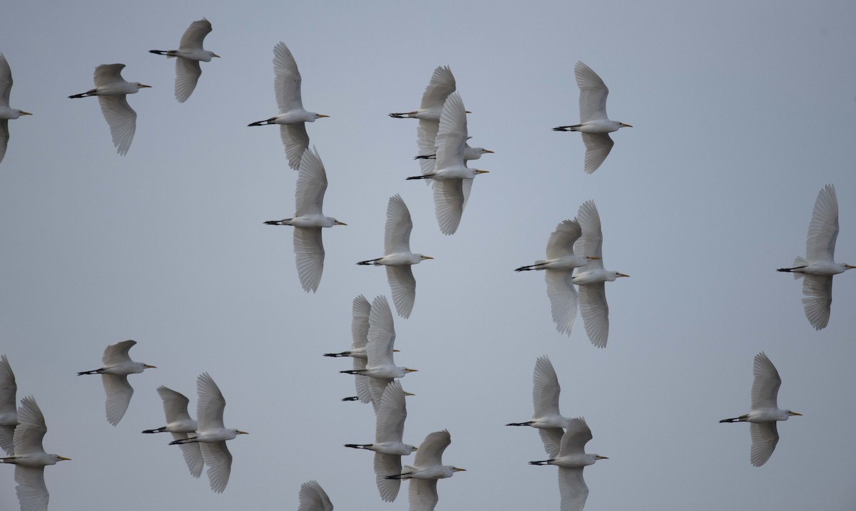 Western Cattle Egret - ML397995231