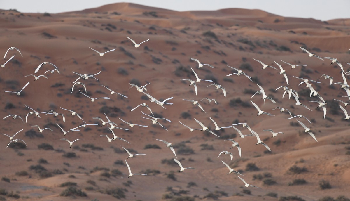 Western Cattle Egret - ML397995241