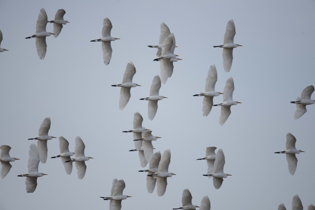 Western Cattle-Egret - ML397995251
