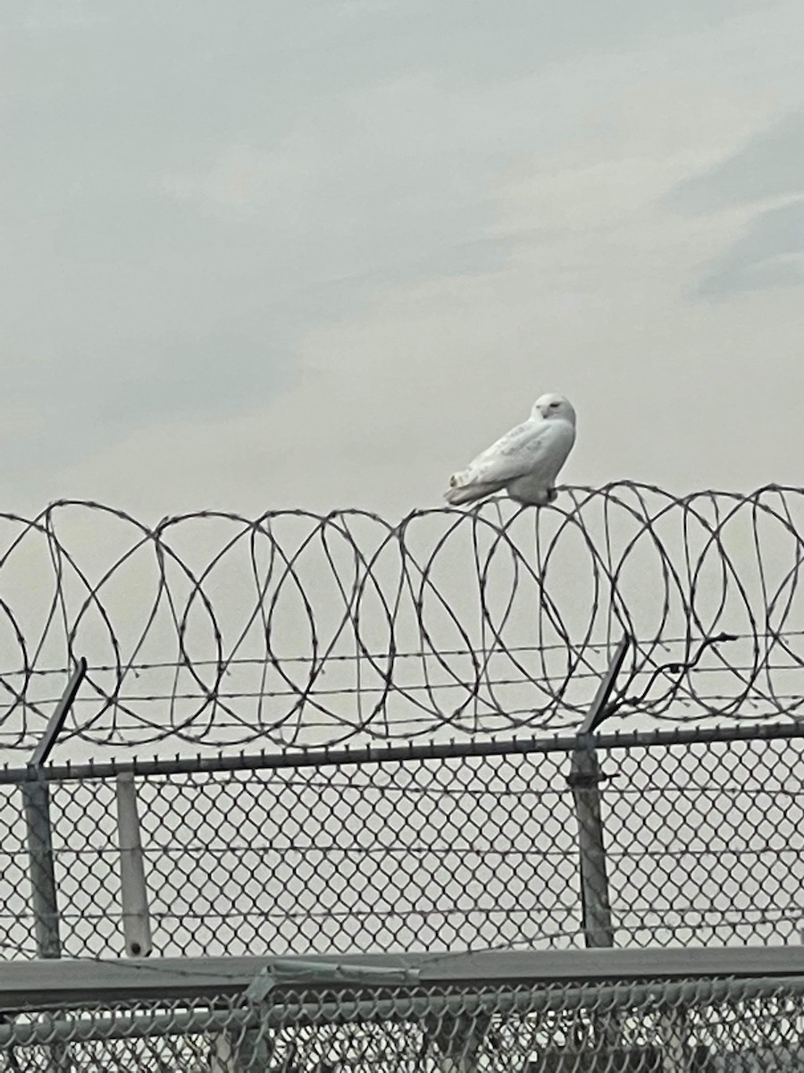 Snowy Owl - ML397995581