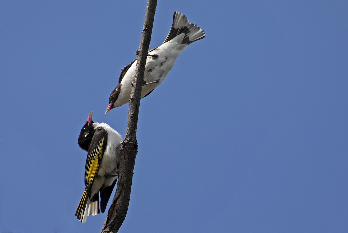 Painted Honeyeater - ML397996031