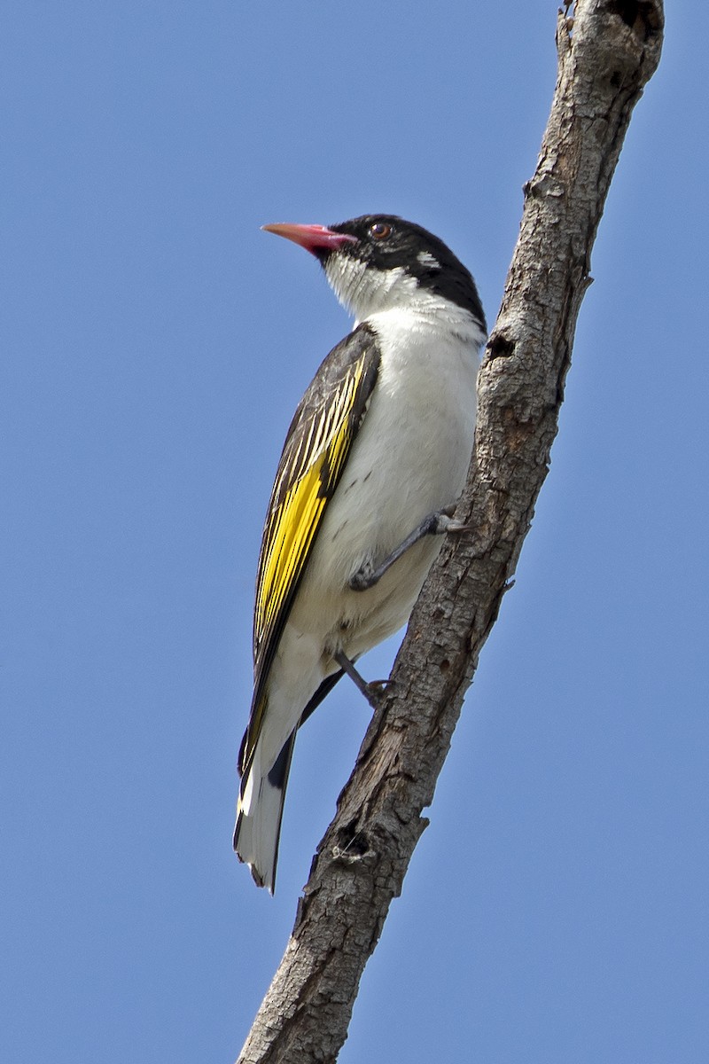 Painted Honeyeater - ML397996051