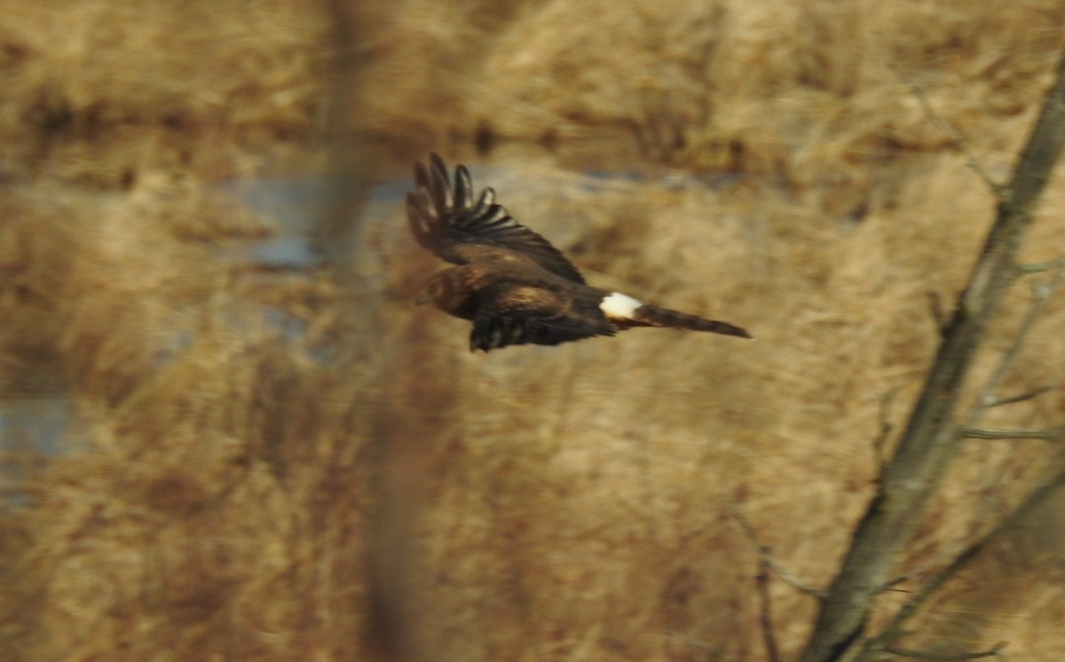 Northern Harrier - ML39799621