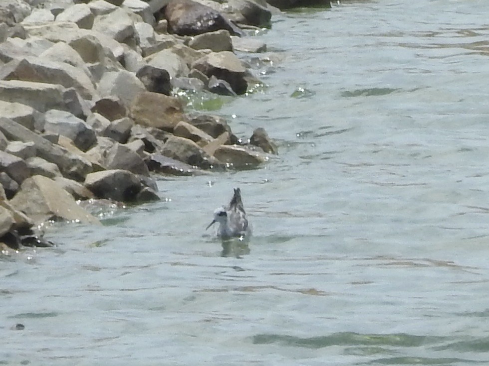 Red-necked Phalarope - Nyil Khwaja