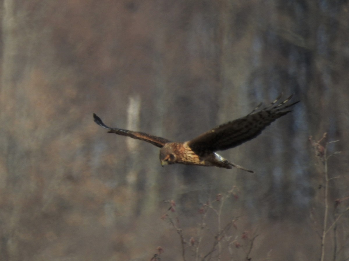 Northern Harrier - ML39799681