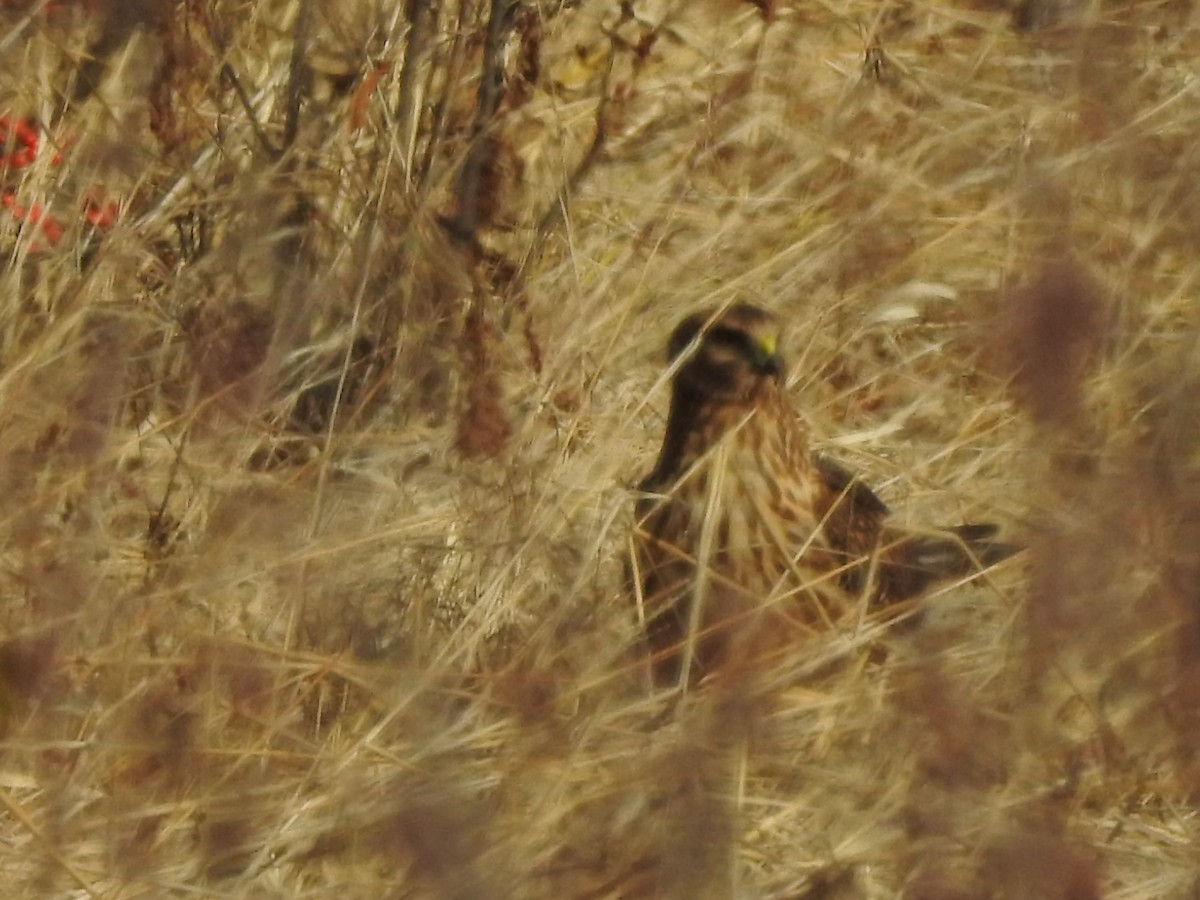 Northern Harrier - ML39799731