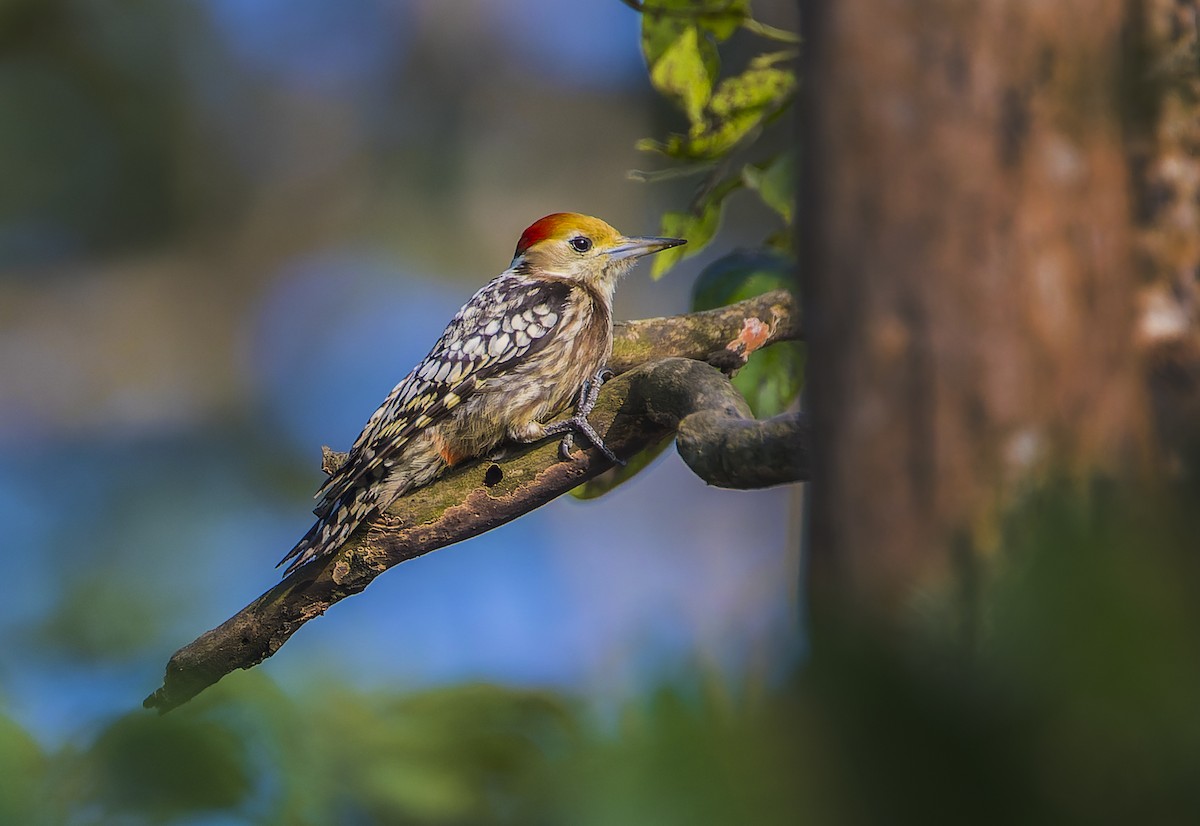 Yellow-crowned Woodpecker - Shashank  Mb
