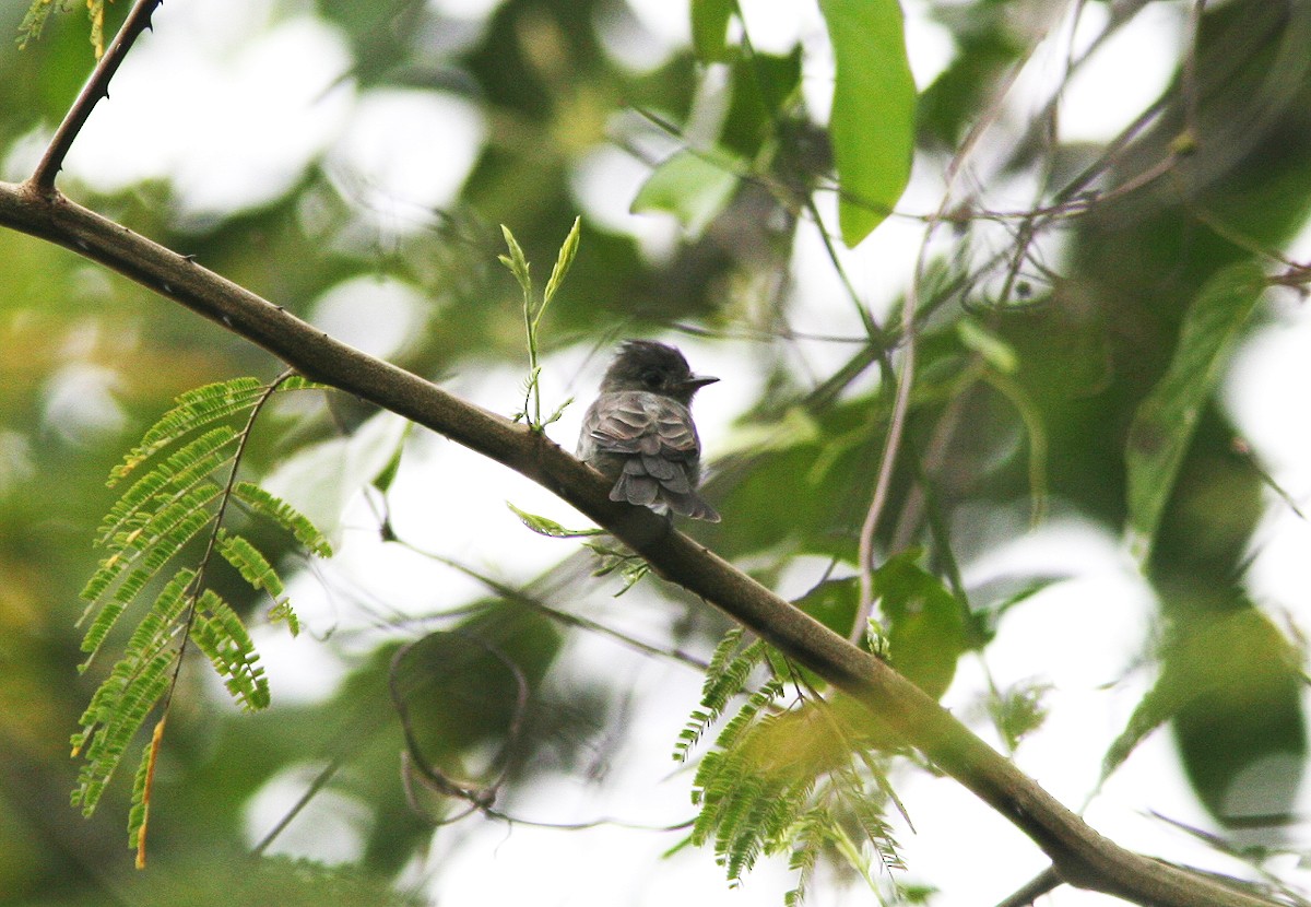 Blackish Pewee - ML398001841