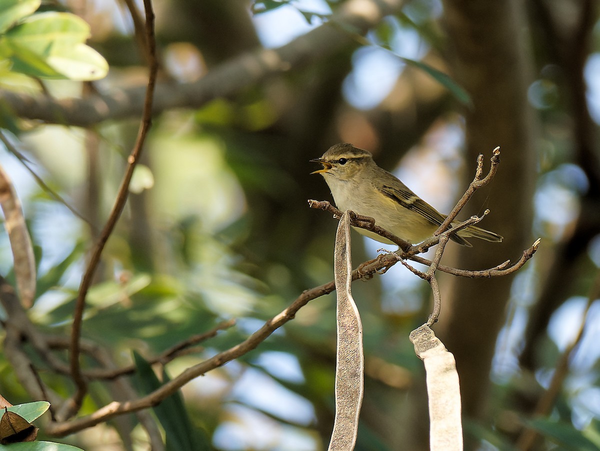 Hume's Warbler - ML398003341