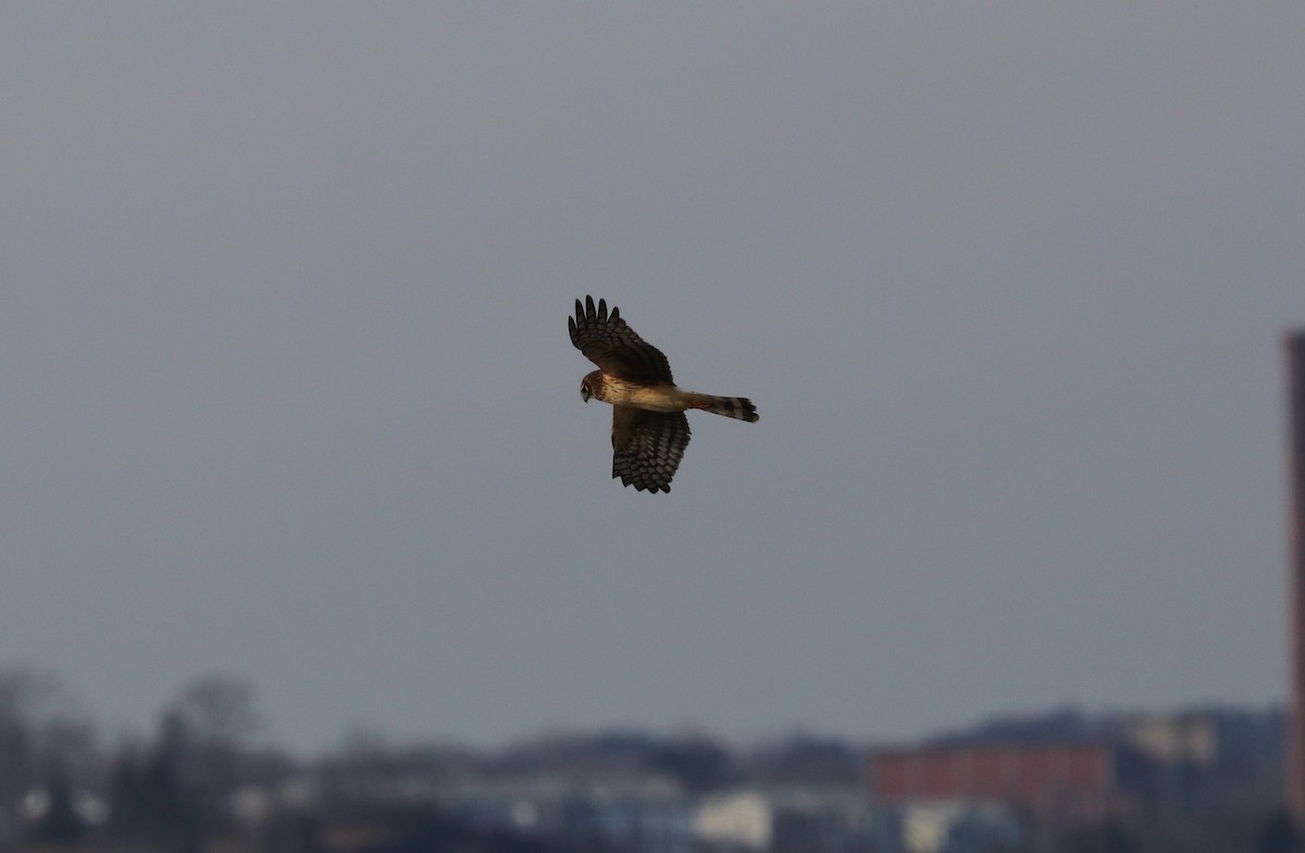 Northern Harrier - ML398003471