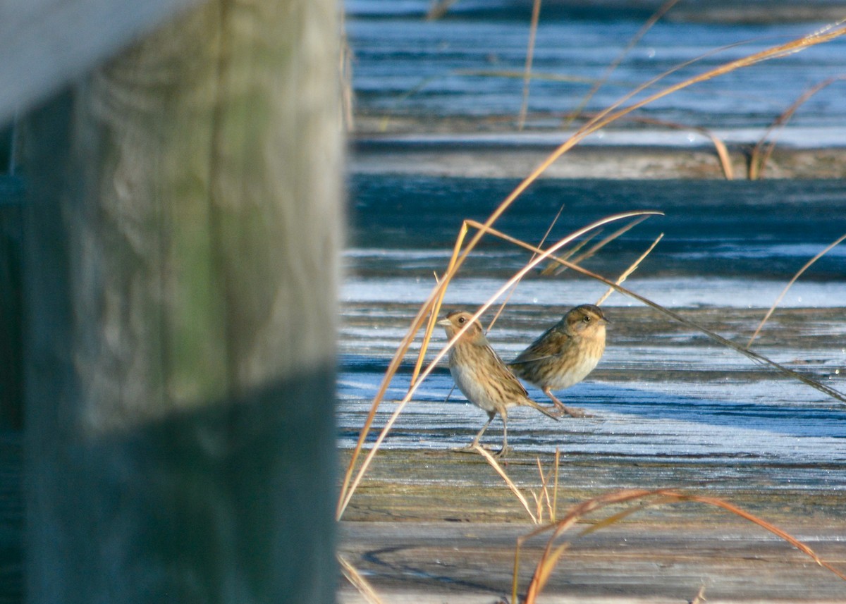 Nelson's Sparrow - ML398003581