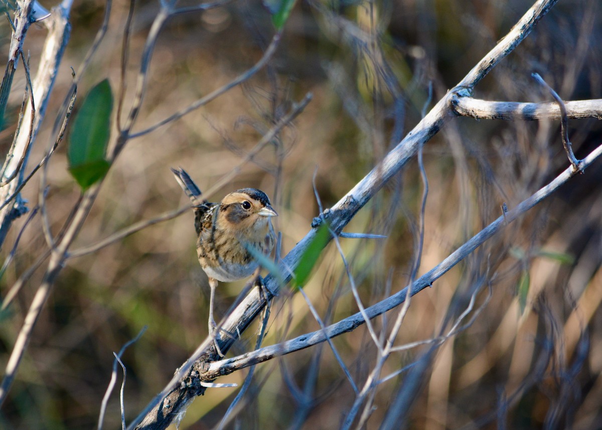 Nelson's Sparrow - ML398003591