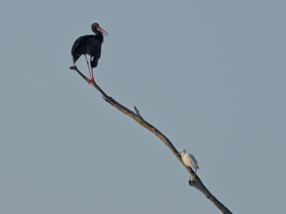 Black Stork - Rajesh Mahajan