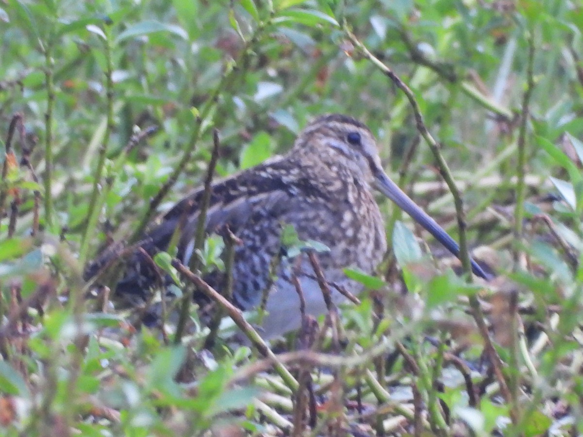 Common Snipe - ML398005471