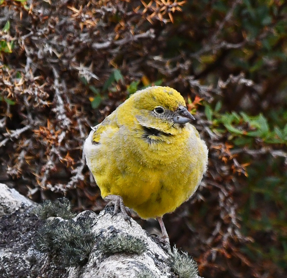 Patagonian Yellow-Finch - ML398007981