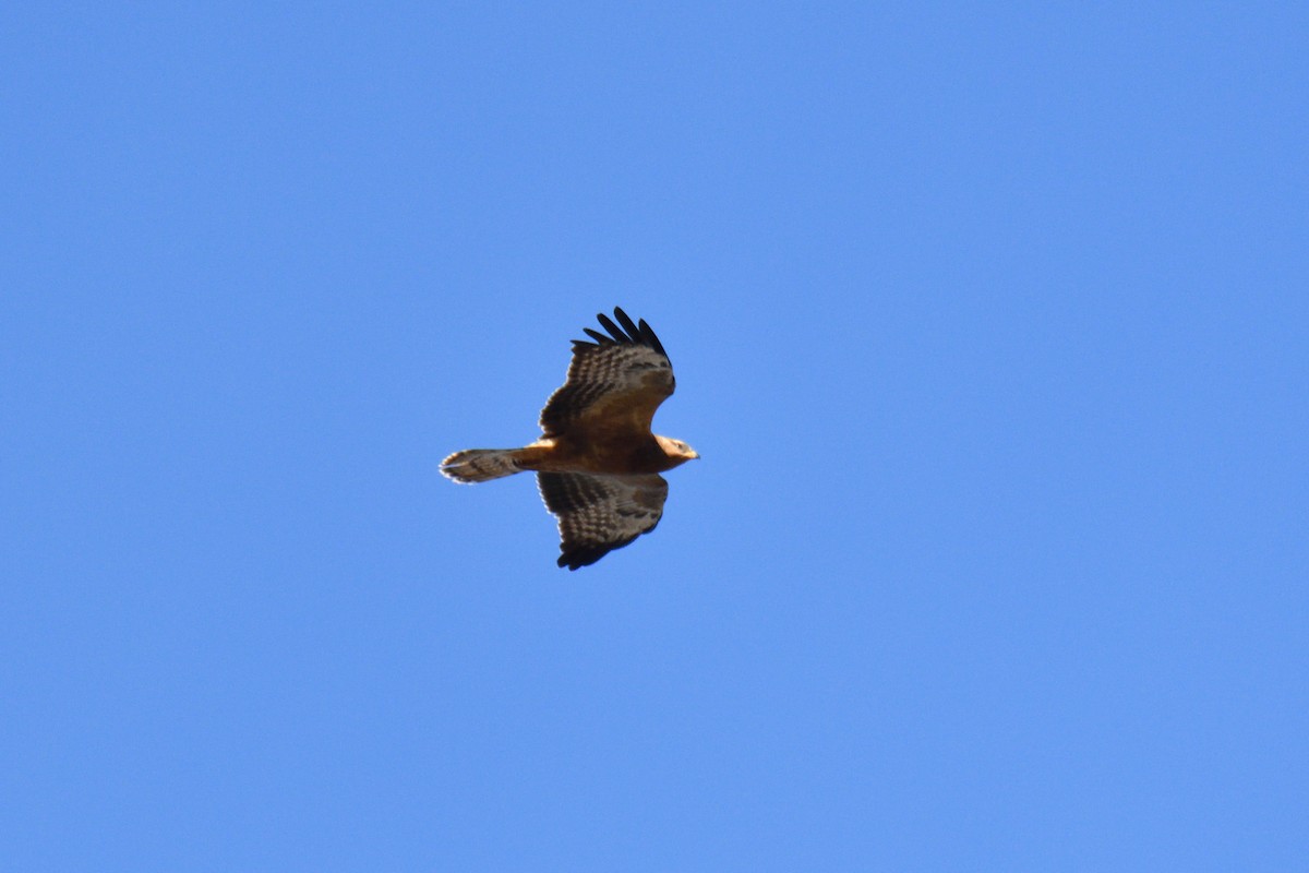 European Honey-buzzard - ML398010451