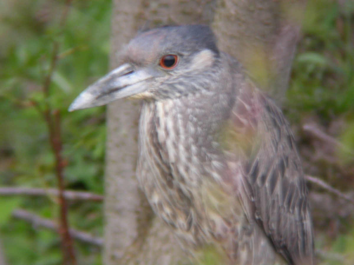 Yellow-crowned Night Heron - Kenneth G.D. Burrell