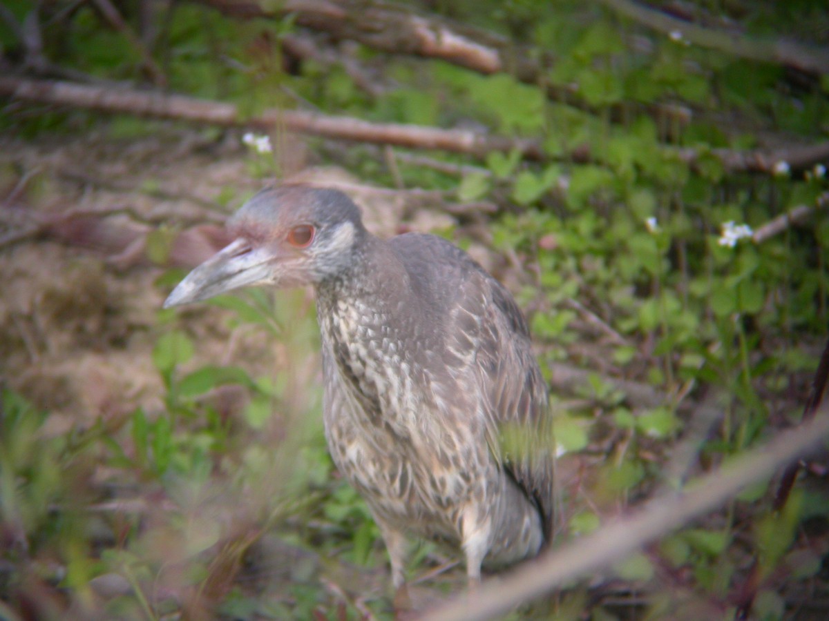 Yellow-crowned Night Heron - Kenneth G.D. Burrell
