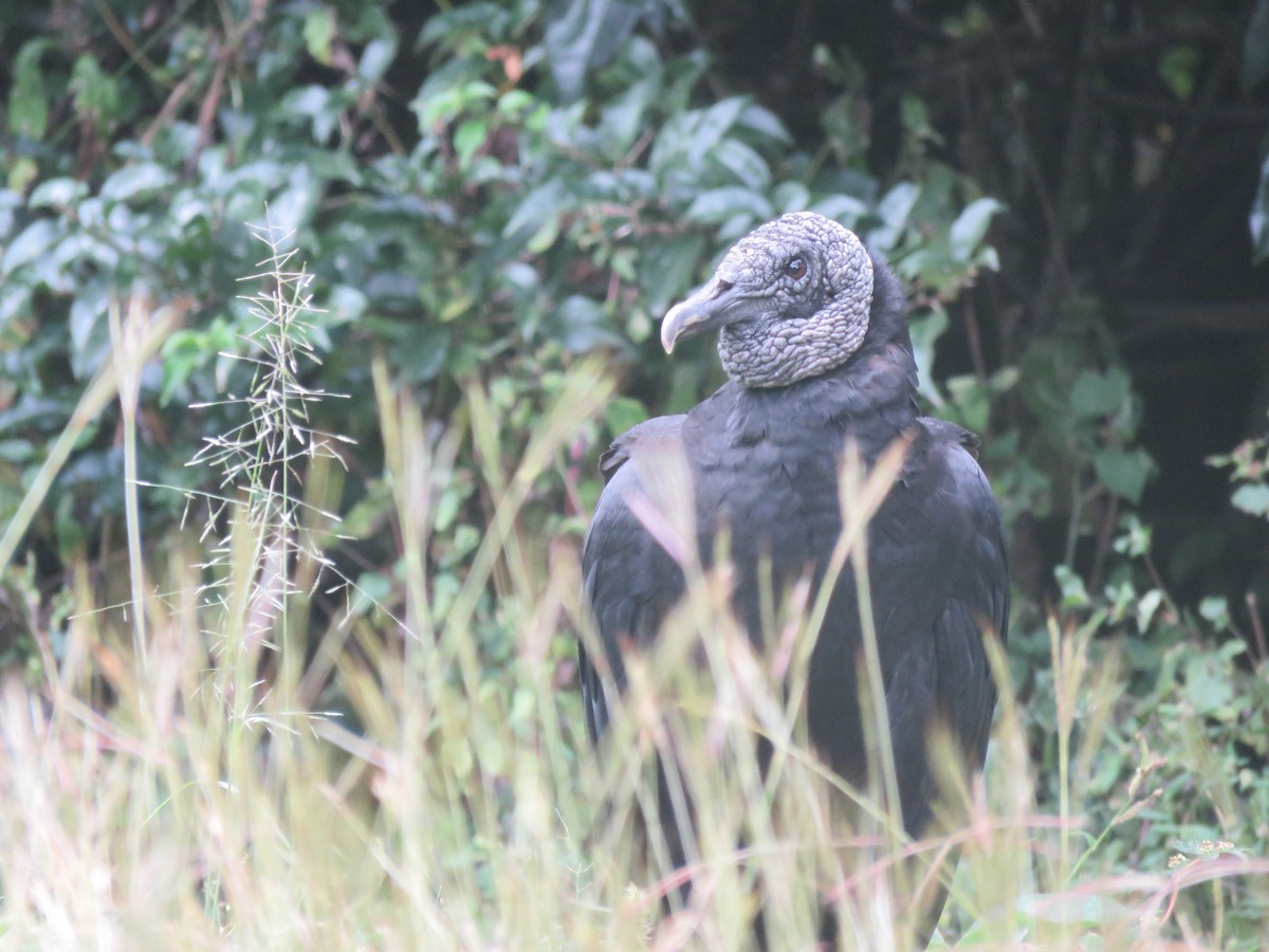 Black Vulture - Juan Zambrano