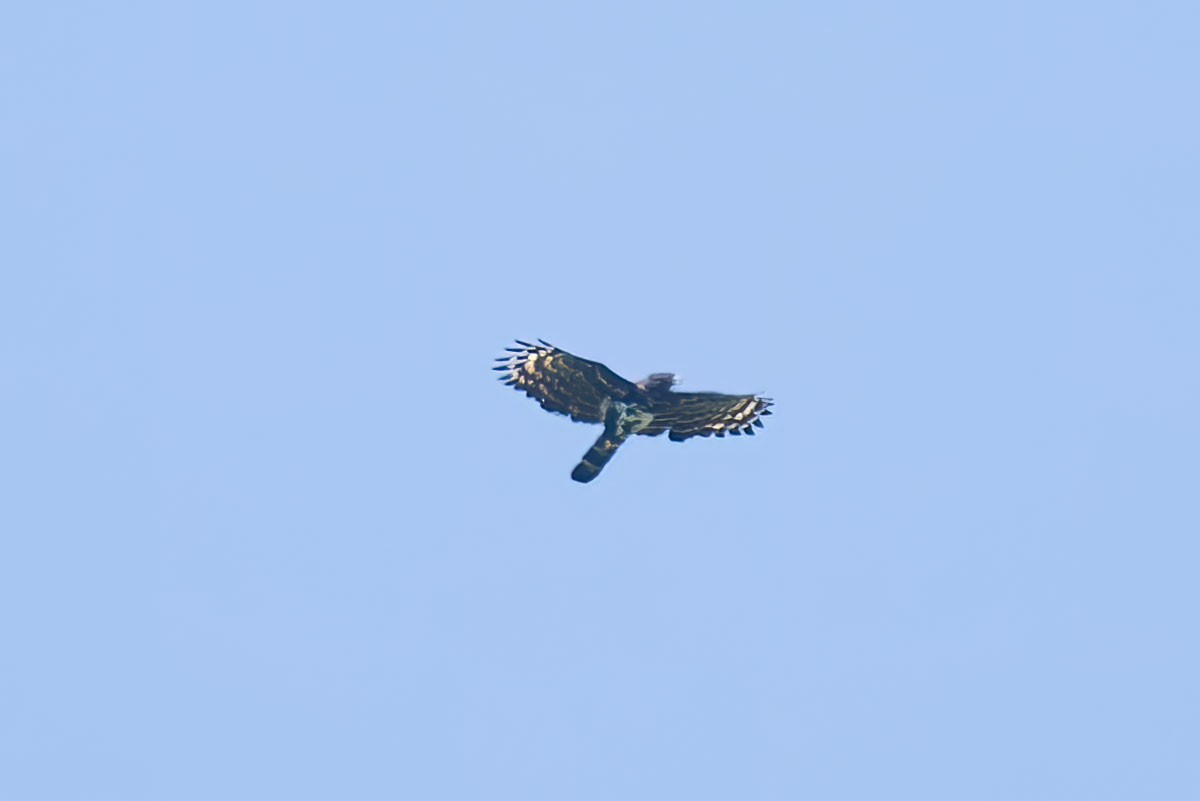 Black Hawk-Eagle - ML398013241