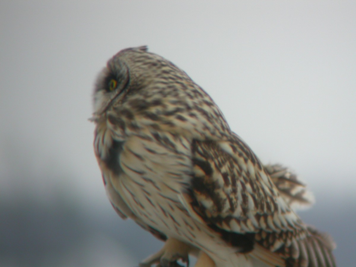 Short-eared Owl - ML39801391