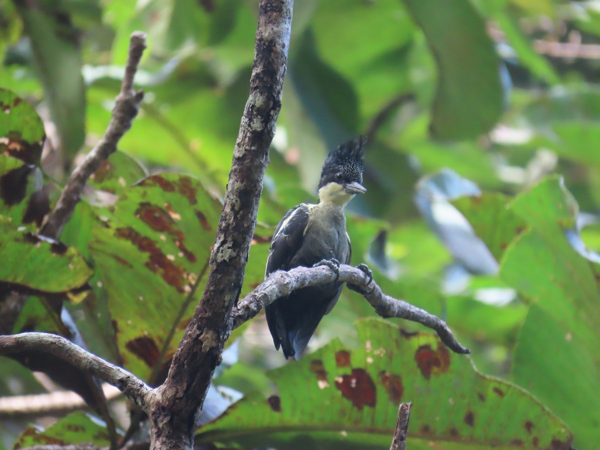 Heart-spotted Woodpecker - RAVI SHANKAR PARAMESHWARAN