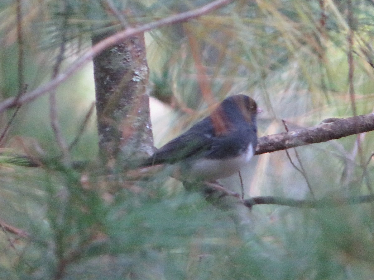 Dark-eyed Junco - Julie Buyer