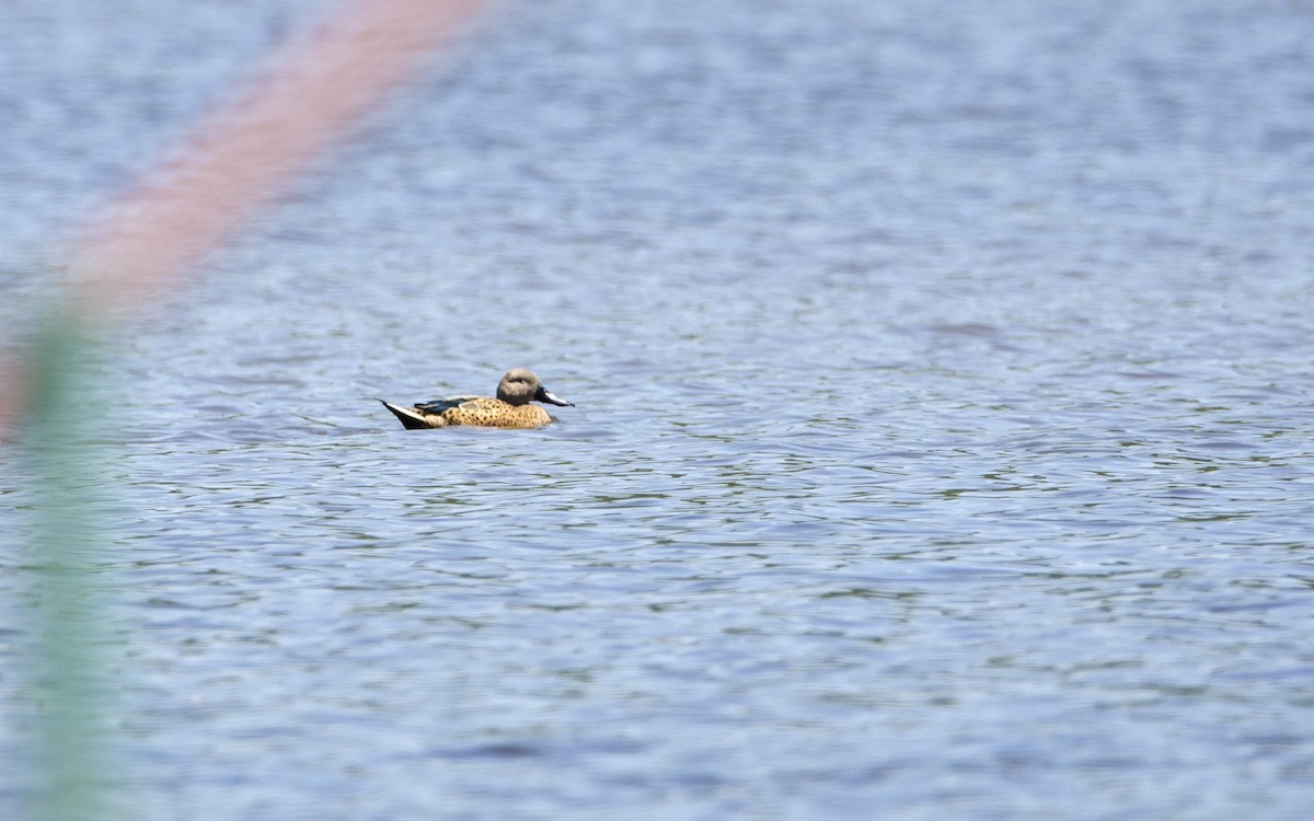 Red Shoveler - ML398017751