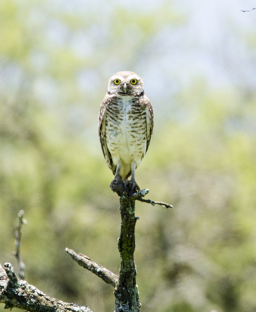 Burrowing Owl - ML398018081